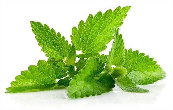 Pudina Pata (Mint Leaves) ± 10 gm 100 gm