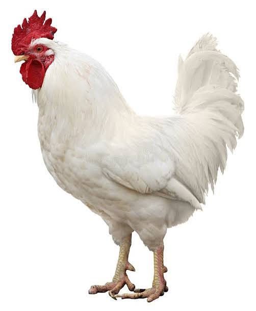 Boiler Murgi with Clean and Fresh (Boiler Chiken) 1 kg to 1.5 kg extra weight will be charge add (Per Kilo)