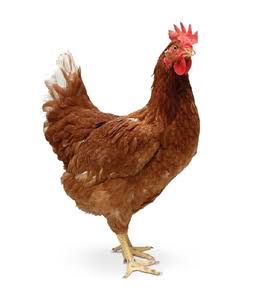 Sonali Murgi Live (Sonali Chiken) 1 kg