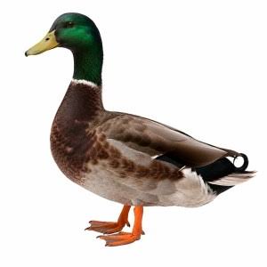 Deshi Hash Male Live (Deshi Duck) per pc weight (1kg to 1.5 kg)