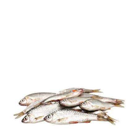 Puti Fish ±15 gm 250 gm
