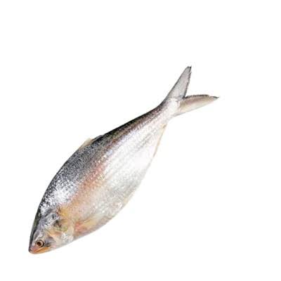 Whole Hilsha Fish (Asto Ilish) ±50 gm 1.2 kg