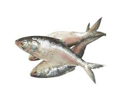 Whole Hilsha Fish (Asto Ilish) ±40 gm 500 gm